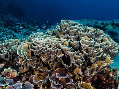 An underwater photo of a large coral structure. 